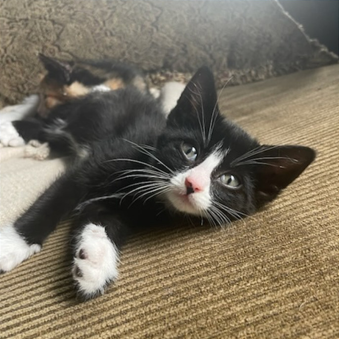 Cora, an adoptable Domestic Short Hair in Hailey, ID, 83333 | Photo Image 3