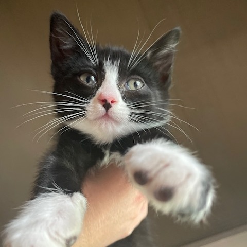 Cora, an adoptable Domestic Short Hair in Hailey, ID, 83333 | Photo Image 4