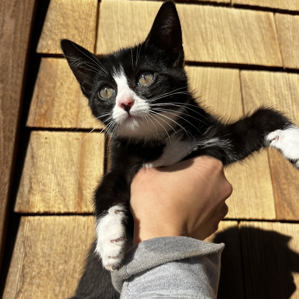 Cora, an adoptable Domestic Short Hair in Hailey, ID, 83333 | Photo Image 5