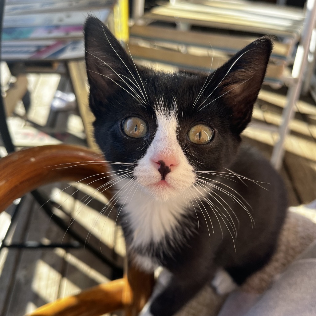 Cora, an adoptable Domestic Short Hair in Hailey, ID, 83333 | Photo Image 6