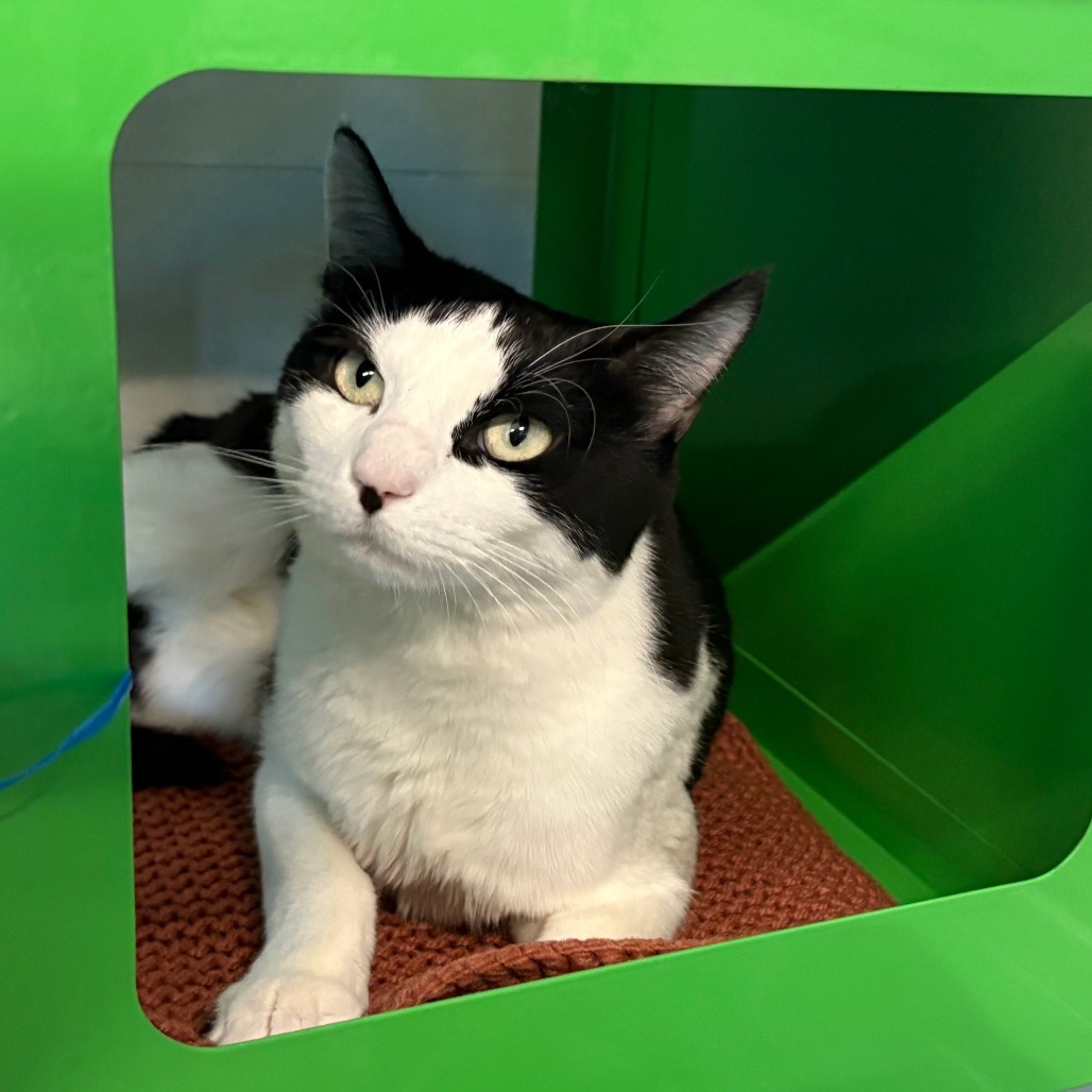 Tinky, an adoptable Domestic Short Hair in Hailey, ID, 83333 | Photo Image 2
