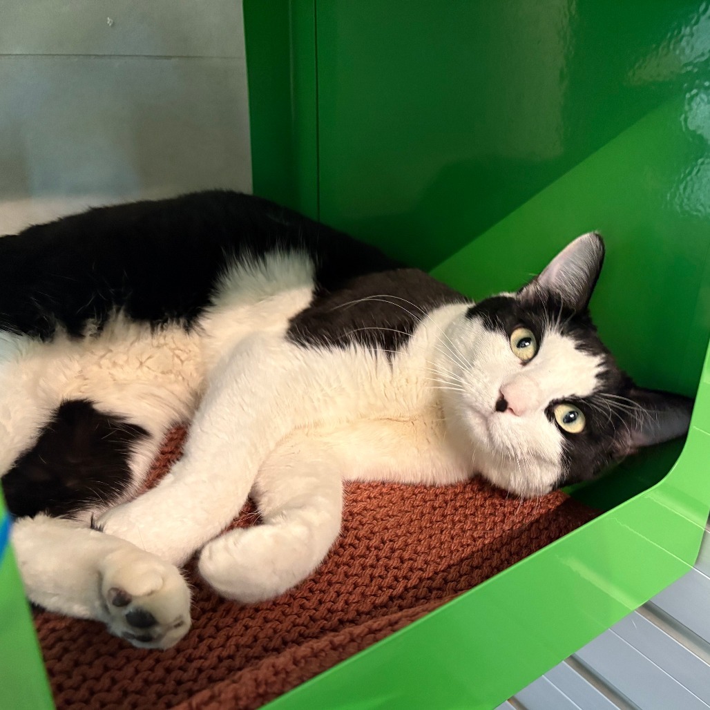 Tinky, an adoptable Domestic Short Hair in Hailey, ID, 83333 | Photo Image 3