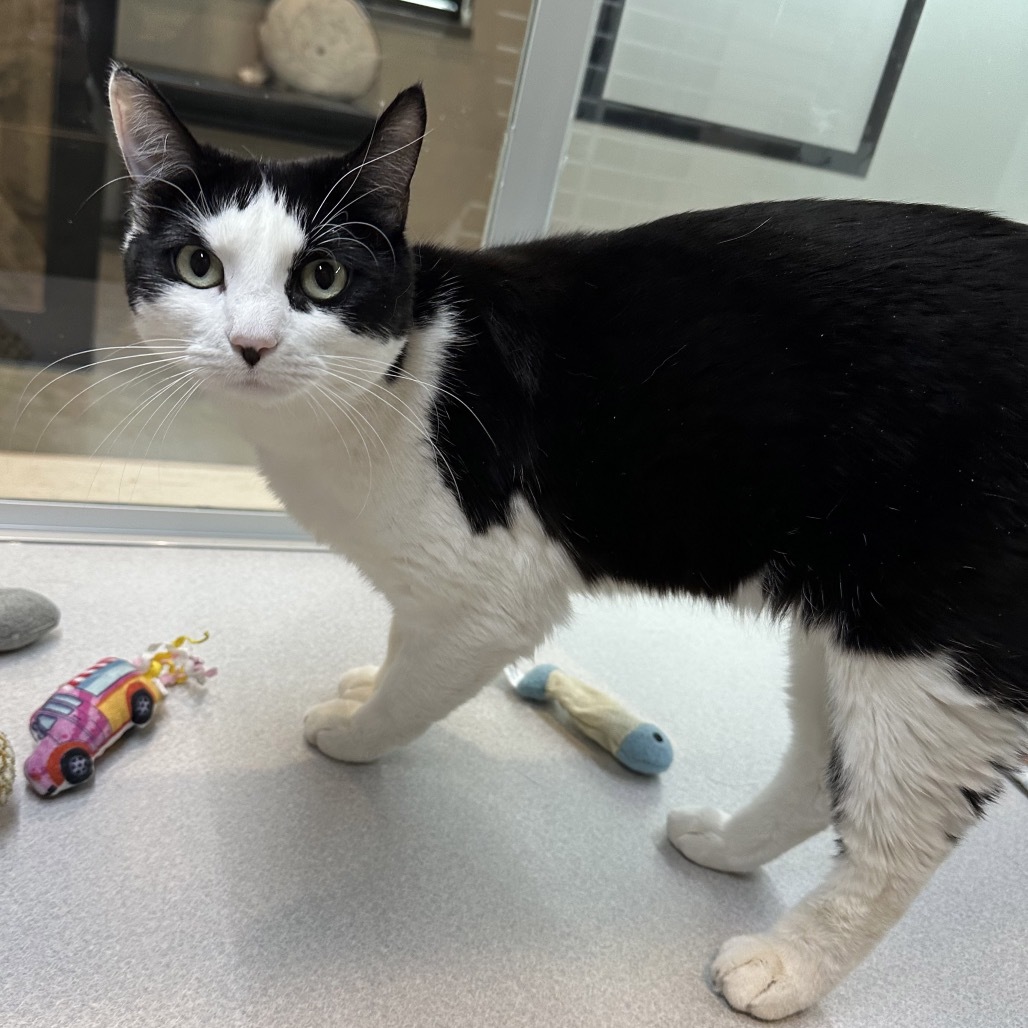 Tinky, an adoptable Domestic Short Hair in Hailey, ID, 83333 | Photo Image 4