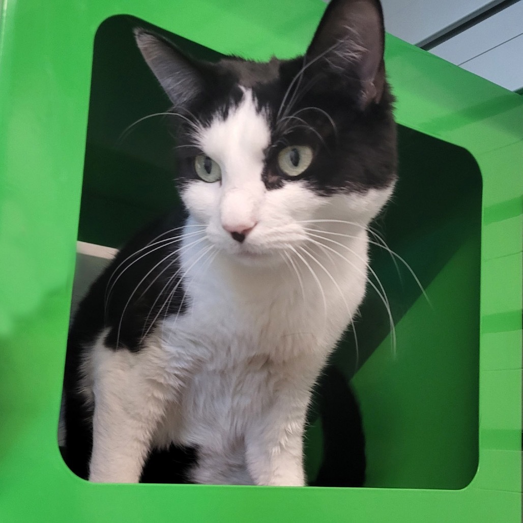 Tinky, an adoptable Domestic Short Hair in Hailey, ID, 83333 | Photo Image 5