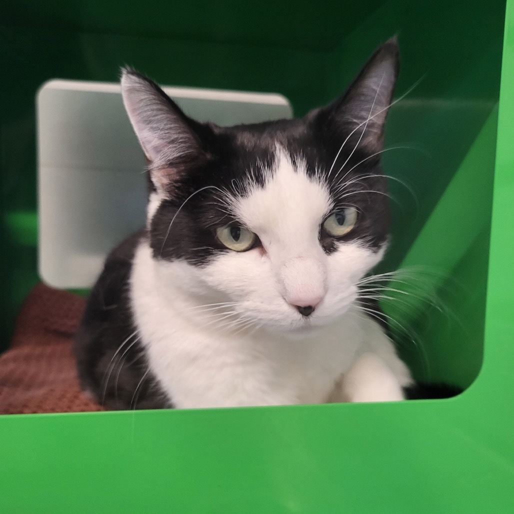 Tinky, an adoptable Domestic Short Hair in Hailey, ID, 83333 | Photo Image 6
