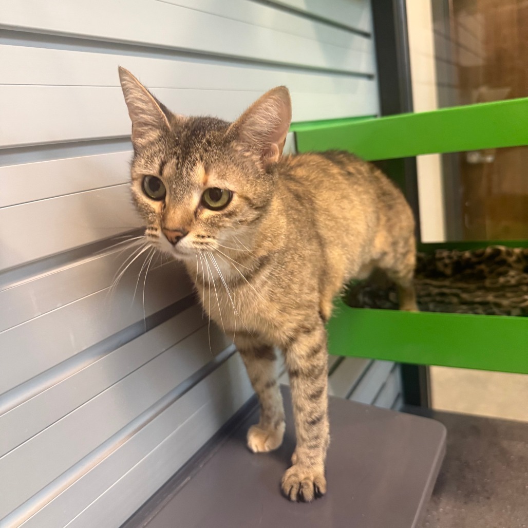 Rapunzel, an adoptable Domestic Short Hair in Hailey, ID, 83333 | Photo Image 1