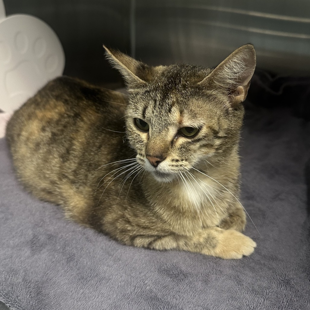 Rapunzel, an adoptable Domestic Short Hair in Hailey, ID, 83333 | Photo Image 2