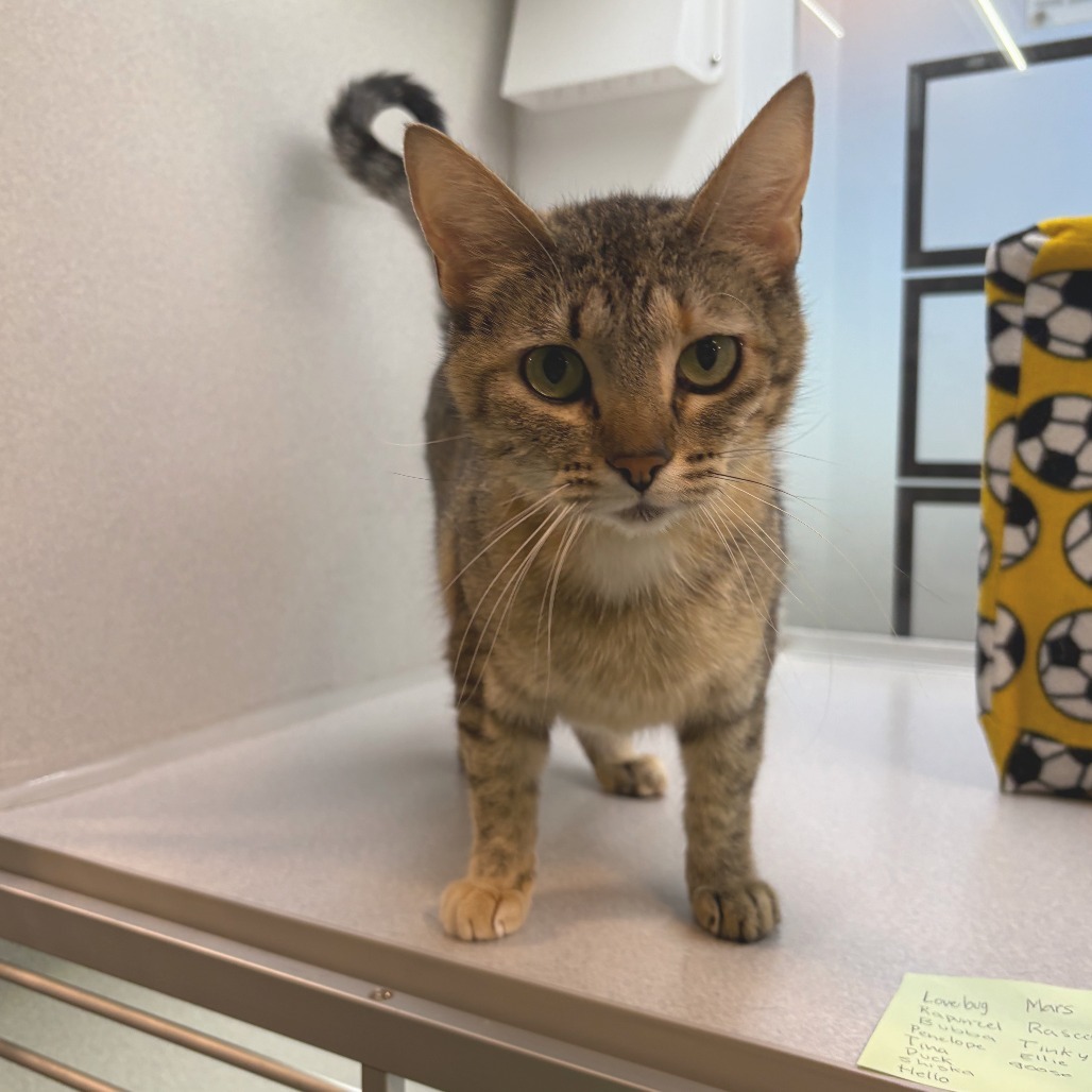 Rapunzel, an adoptable Domestic Short Hair in Hailey, ID, 83333 | Photo Image 3