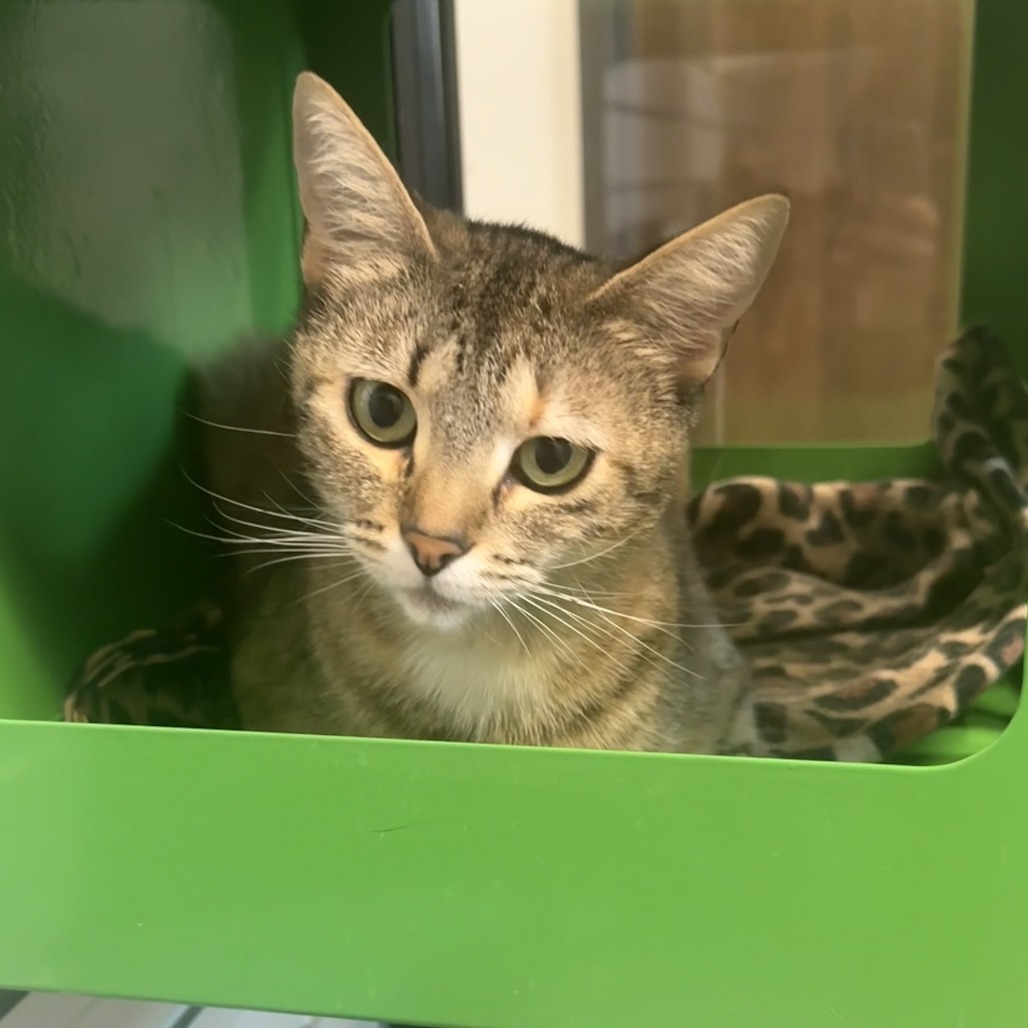 Rapunzel, an adoptable Domestic Short Hair in Hailey, ID, 83333 | Photo Image 4