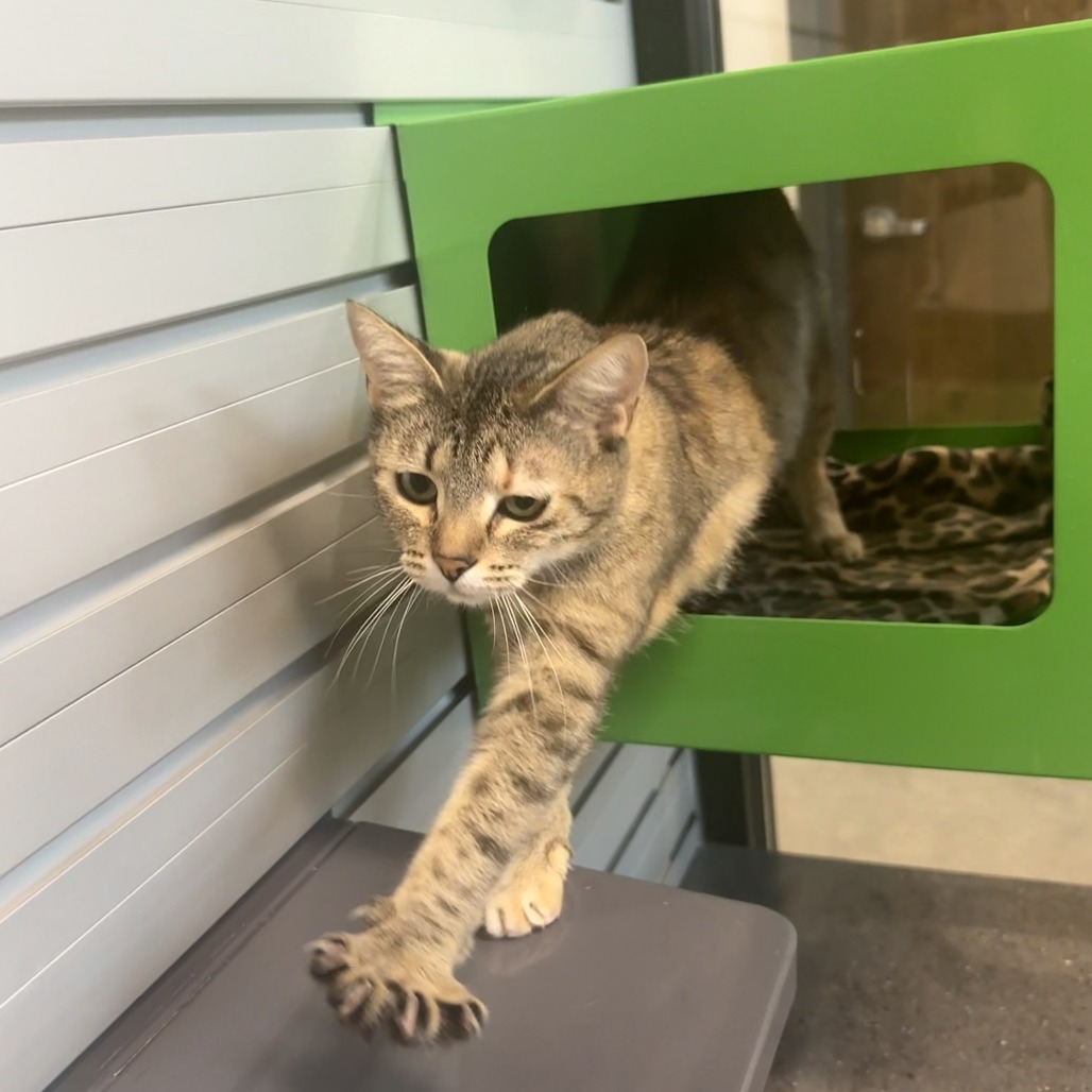 Rapunzel, an adoptable Domestic Short Hair in Hailey, ID, 83333 | Photo Image 5
