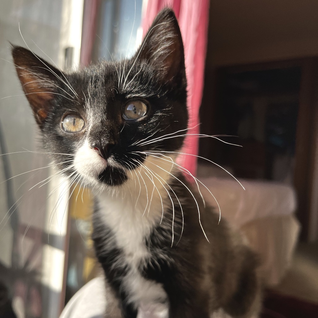 Bruno, an adoptable Domestic Short Hair in Hailey, ID, 83333 | Photo Image 1