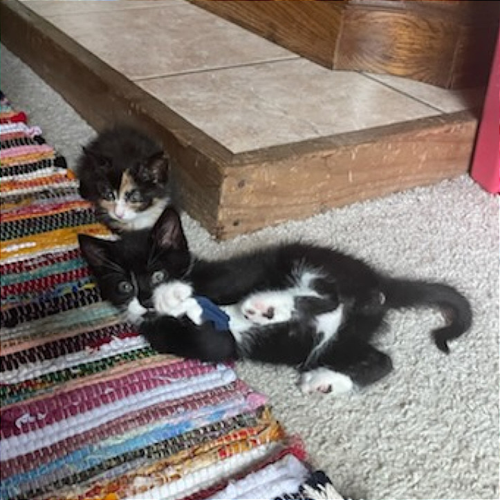 Bruno, an adoptable Domestic Short Hair in Hailey, ID, 83333 | Photo Image 2