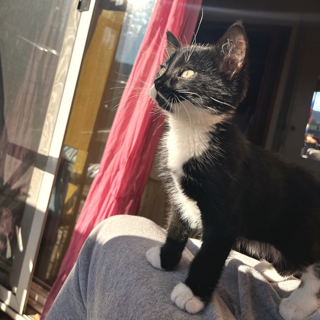 Bruno, an adoptable Domestic Short Hair in Hailey, ID, 83333 | Photo Image 4