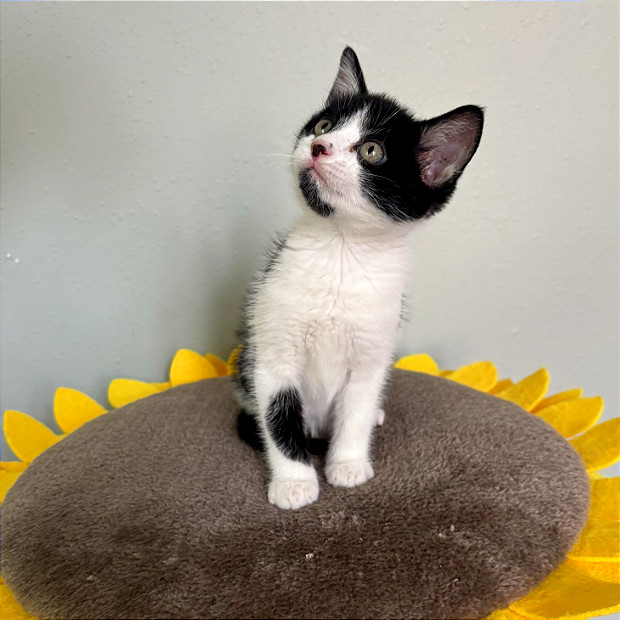 Tag, an adoptable Domestic Short Hair in Hailey, ID, 83333 | Photo Image 1