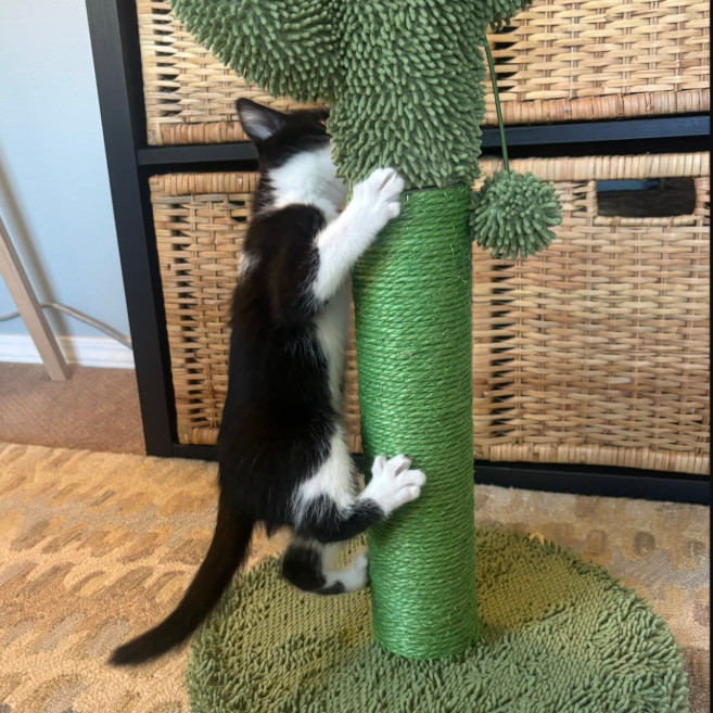 Tag, an adoptable Domestic Short Hair in Hailey, ID, 83333 | Photo Image 2