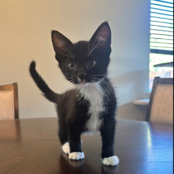Tag, an adoptable Domestic Short Hair in Hailey, ID, 83333 | Photo Image 3