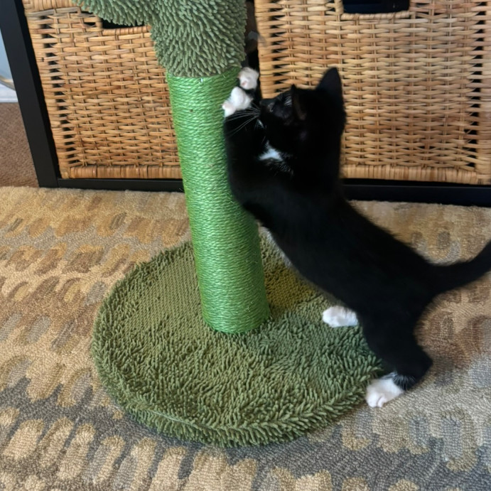 Tag, an adoptable Domestic Short Hair in Hailey, ID, 83333 | Photo Image 5