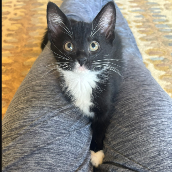 Tag, an adoptable Domestic Short Hair in Hailey, ID, 83333 | Photo Image 6