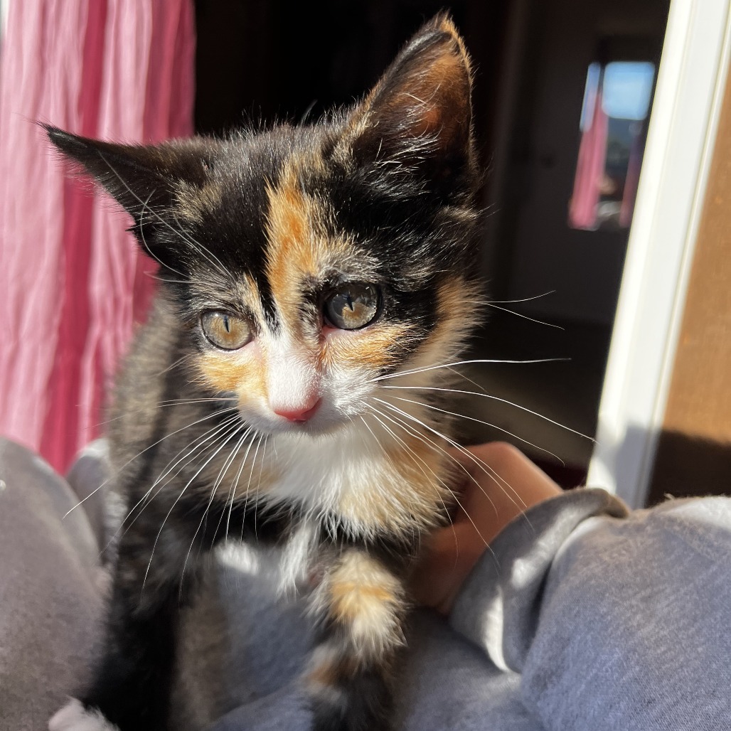 Georgia, an adoptable Domestic Short Hair in Hailey, ID, 83333 | Photo Image 1