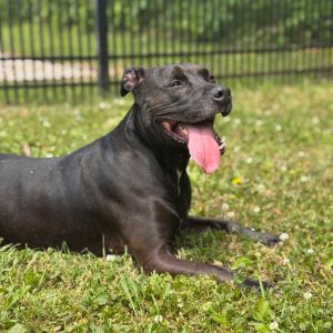 Sadie, Adult Female unknown