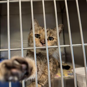 Bernadette, Senior Female unknown