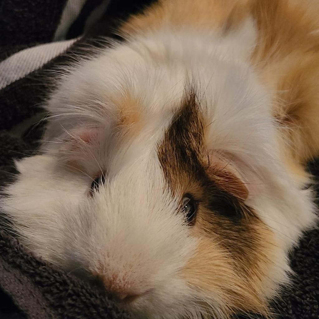 Louie