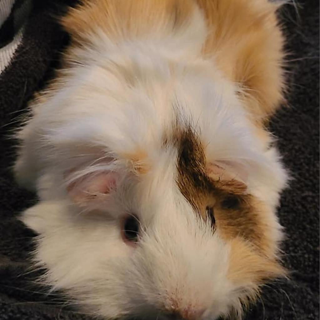 Louie