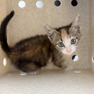 Oria, Baby Female unknown