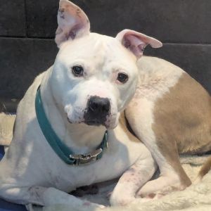 Lola, Senior Female unknown