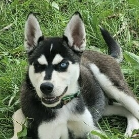 Lobo photo 1
