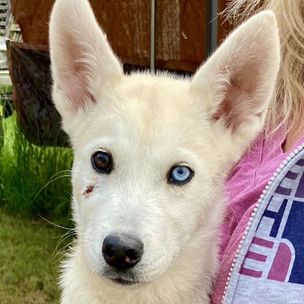 Kylo, an adoptable Siberian Husky, German Shepherd Dog in Grand Rapids, MN, 55744 | Photo Image 1
