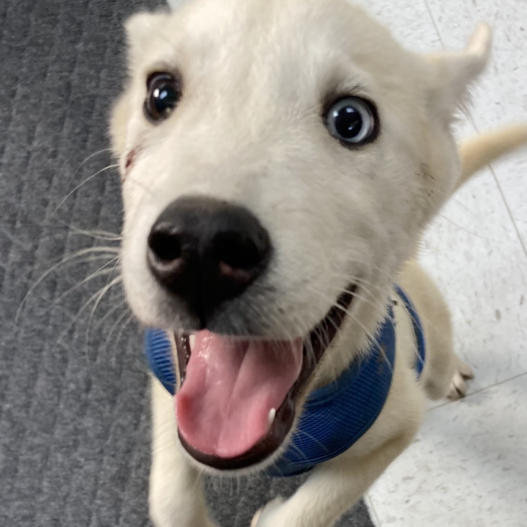 Kylo, an adoptable Siberian Husky, German Shepherd Dog in Grand Rapids, MN, 55744 | Photo Image 2