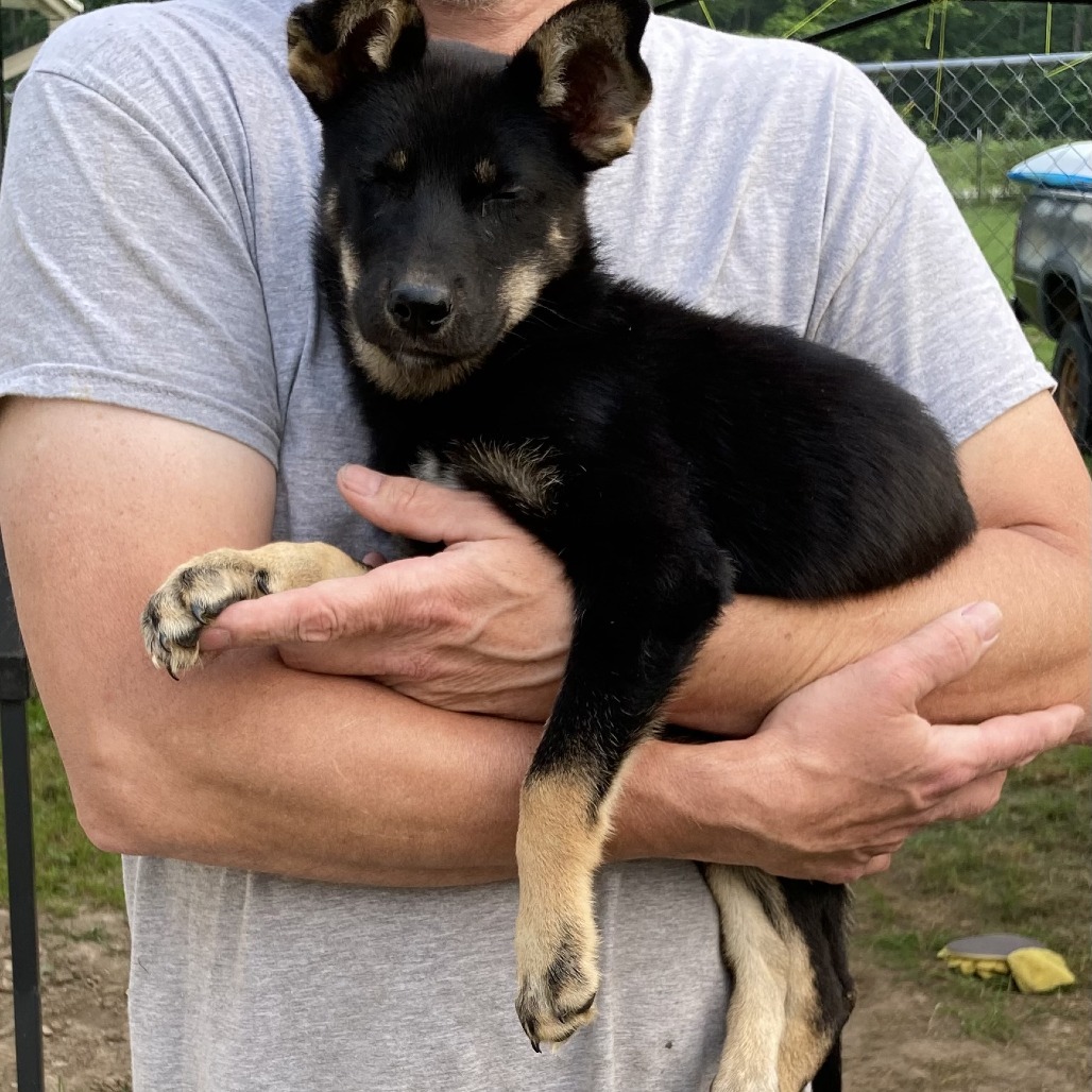 Kiara, an adoptable Siberian Husky, German Shepherd Dog in Grand Rapids, MN, 55744 | Photo Image 1