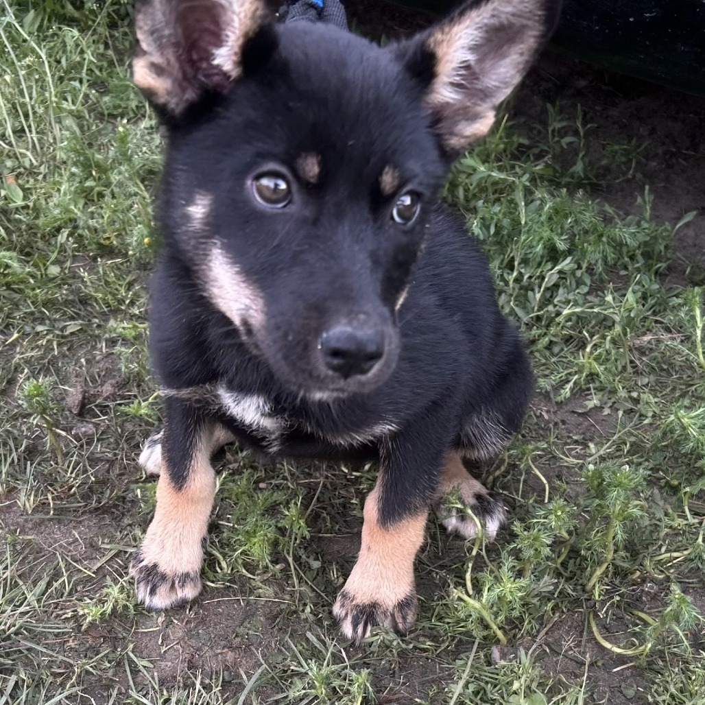 Kiara, an adoptable Siberian Husky, German Shepherd Dog in Grand Rapids, MN, 55744 | Photo Image 2