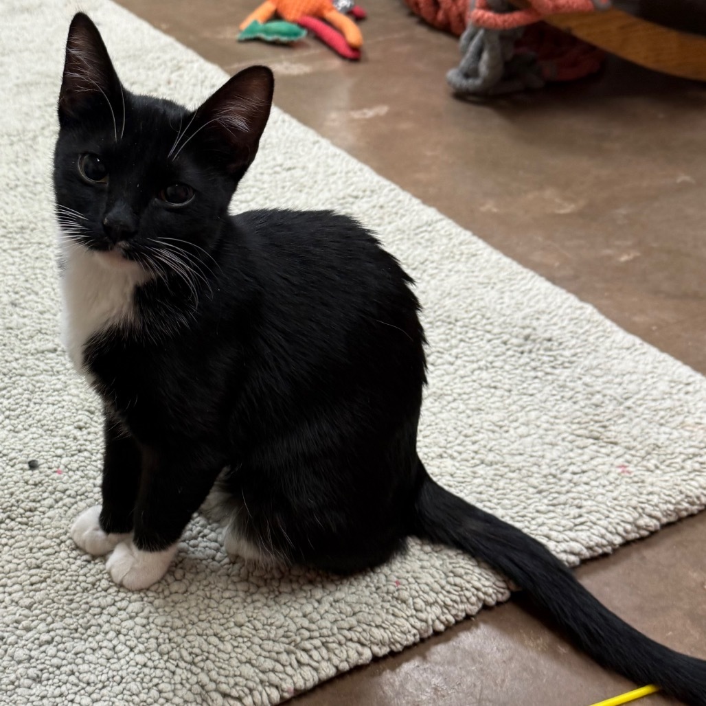 Sardine - Adorable cuddler!