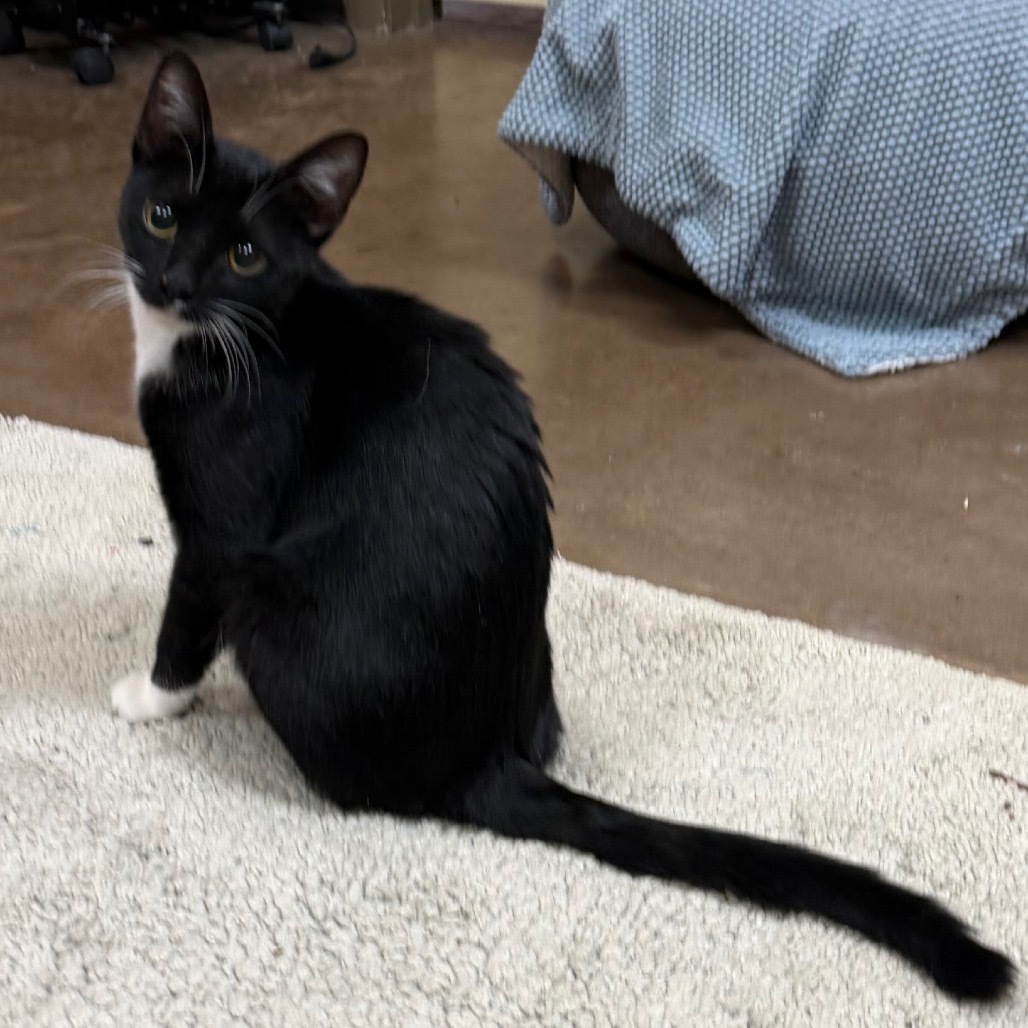 Sardine - Adorable cuddler!