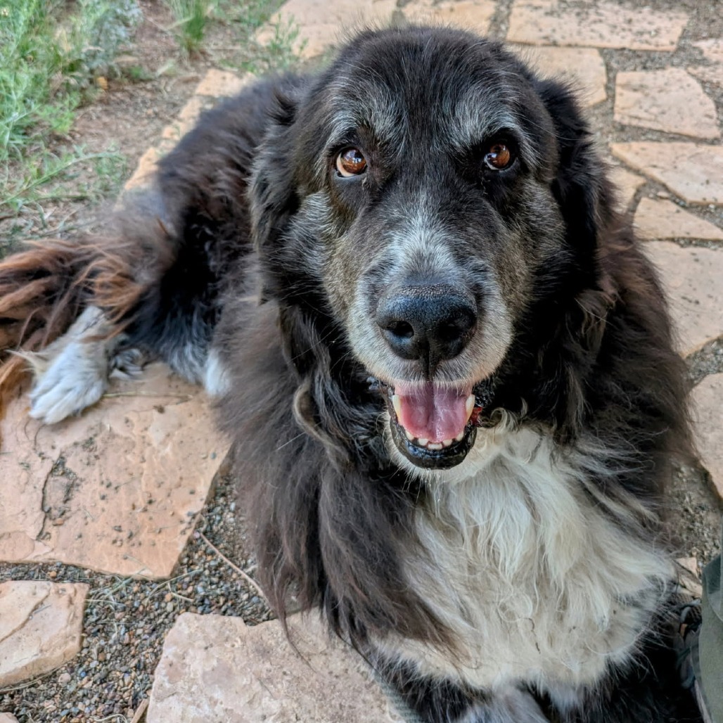 Moose - Sweetest Old Man!
