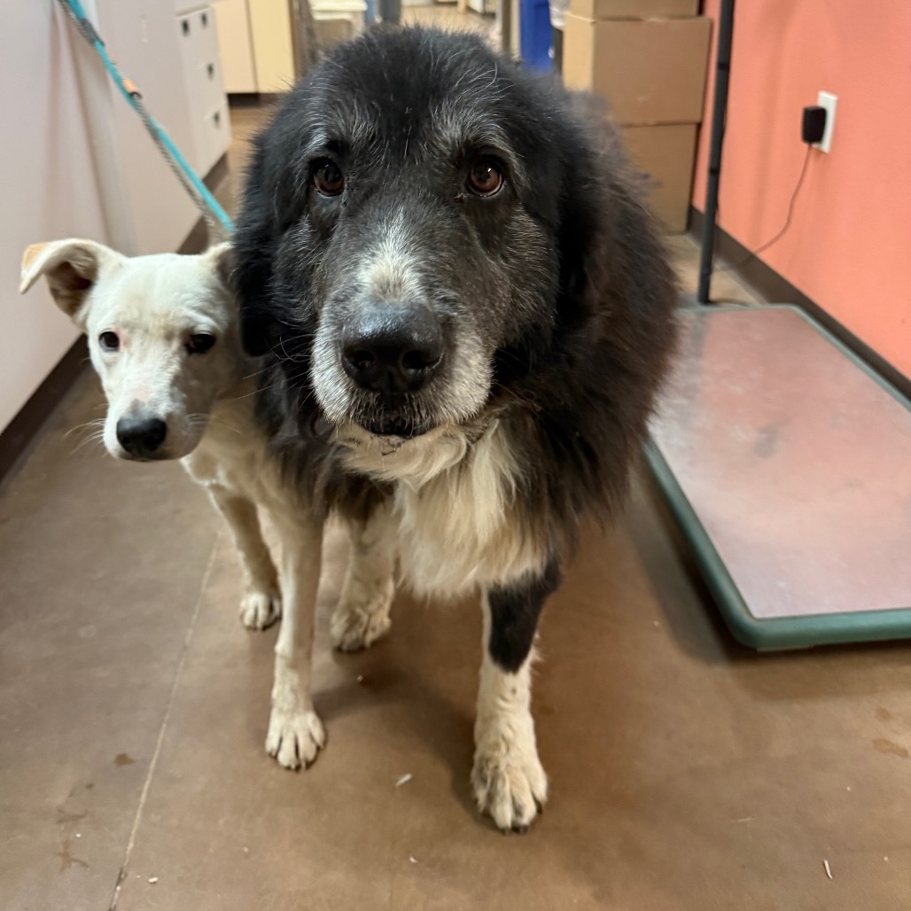 Moose - Sweetest Old Man!