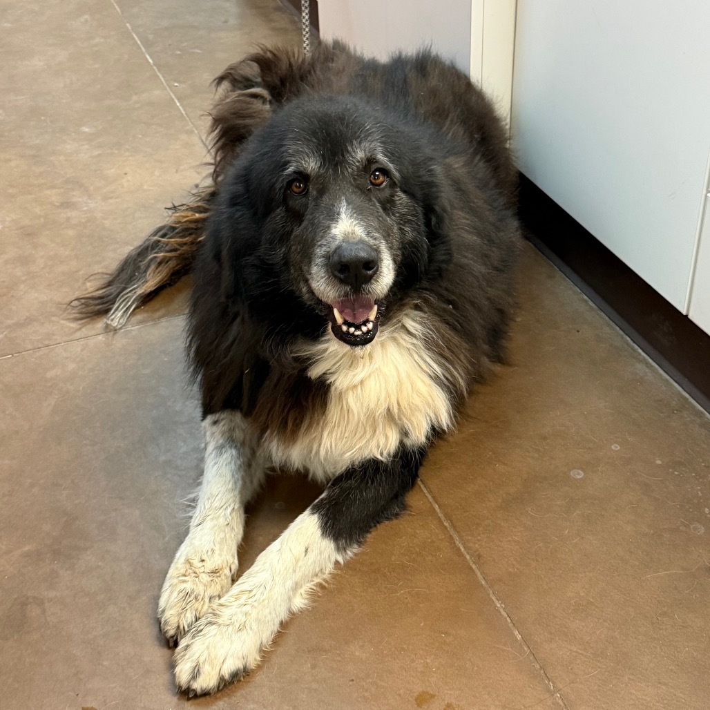 Moose - Sweetest Old Man!