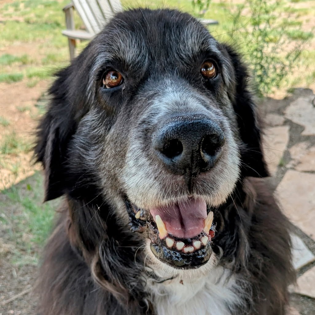 Moose - Sweetest Old Man!