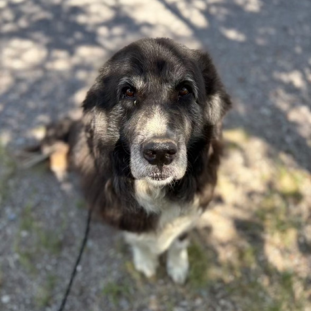 Moose - Sweetest Old Man!