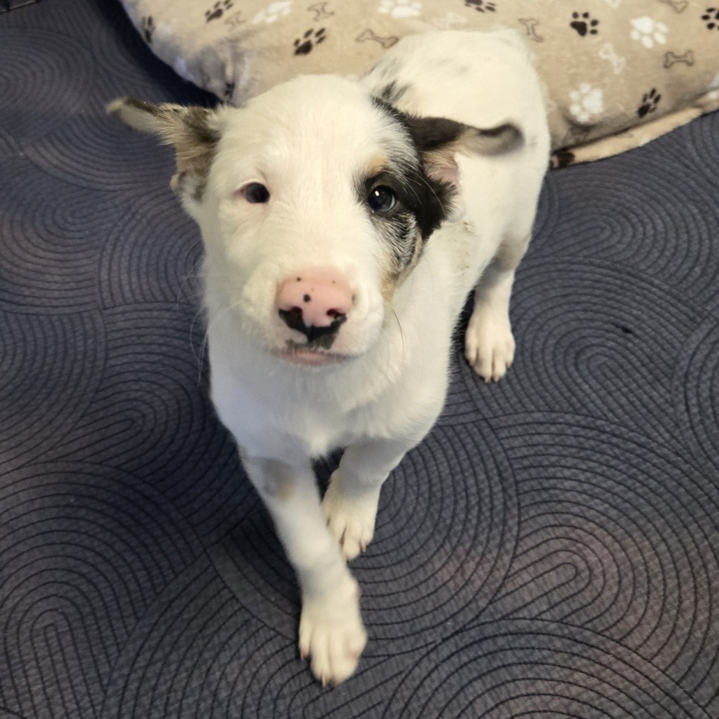 Lime - Sweetest Baby! Loves People!