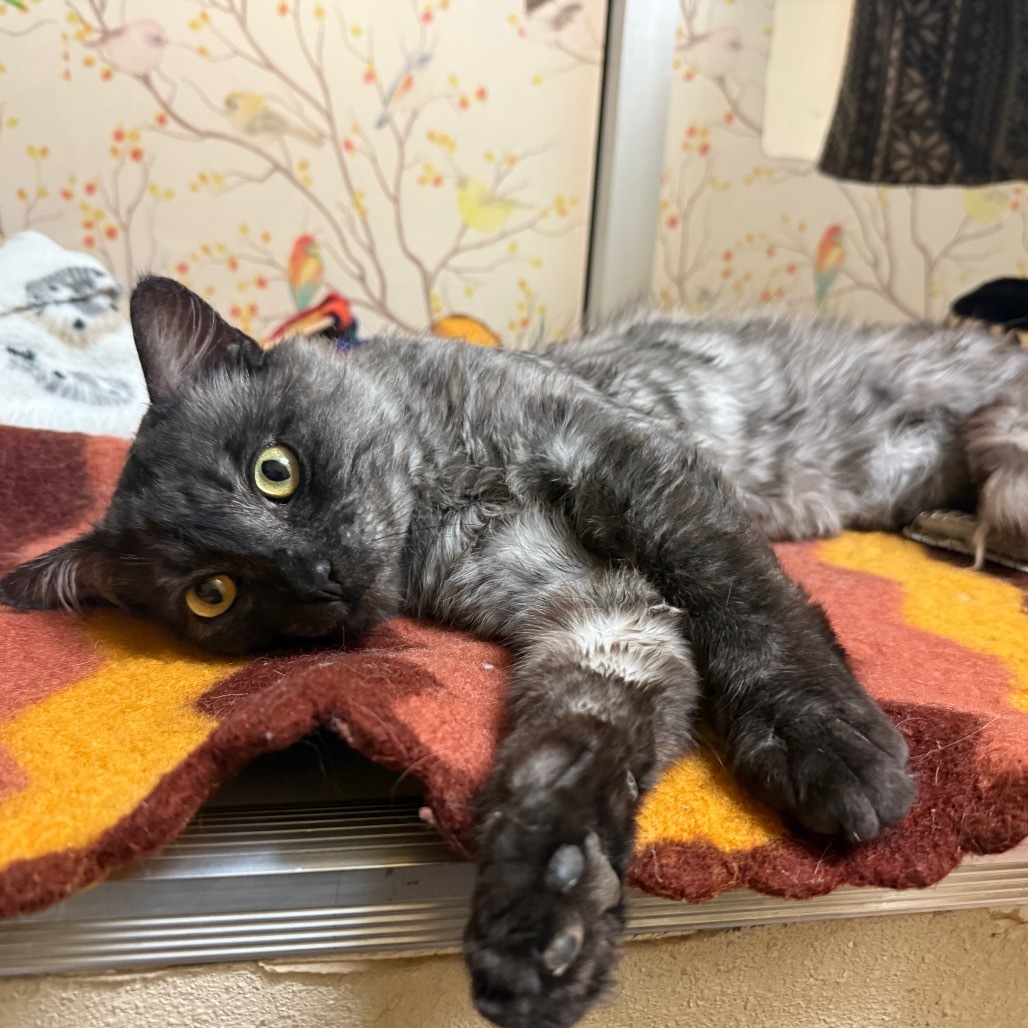 Fluffs - Indoor/Outdoor lovebug!