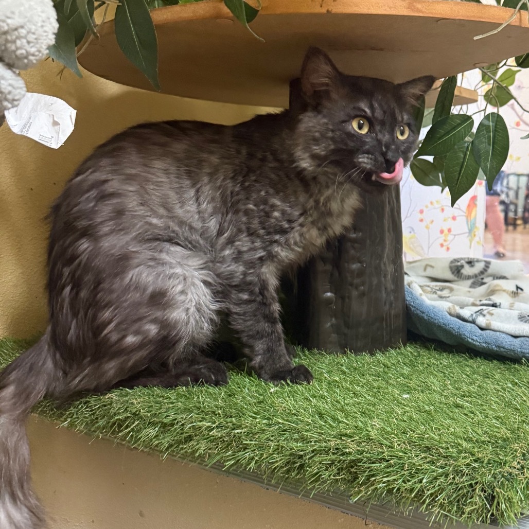 Fluffs - Indoor/Outdoor lovebug!