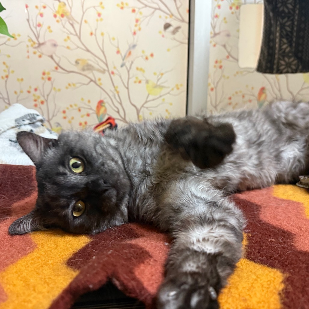 Fluffs - Indoor/Outdoor lovebug!
