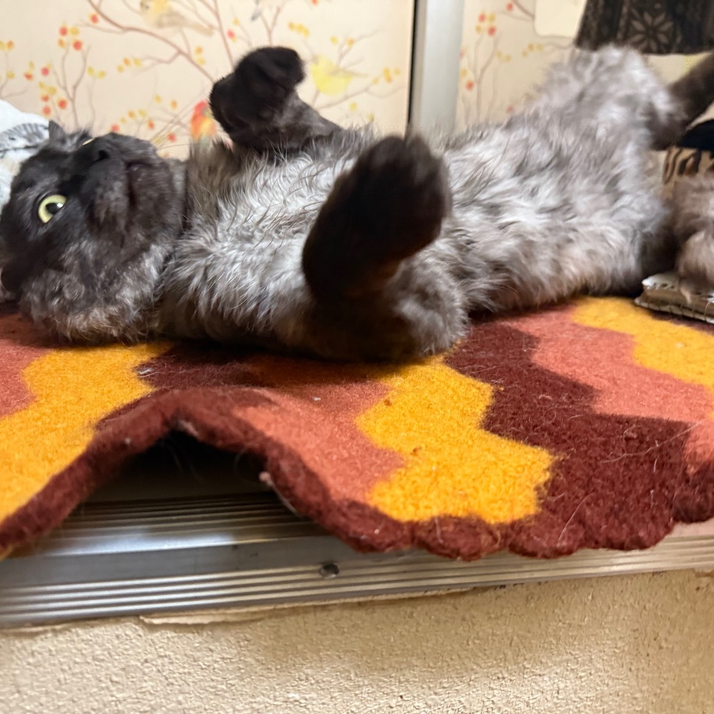 Fluffs - Indoor/Outdoor lovebug!