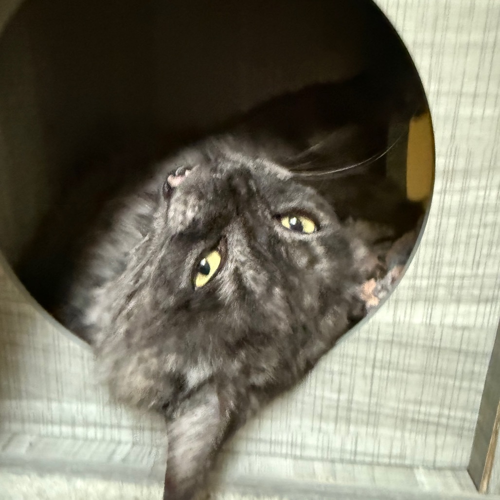 Fluffs - Indoor/Outdoor lovebug!