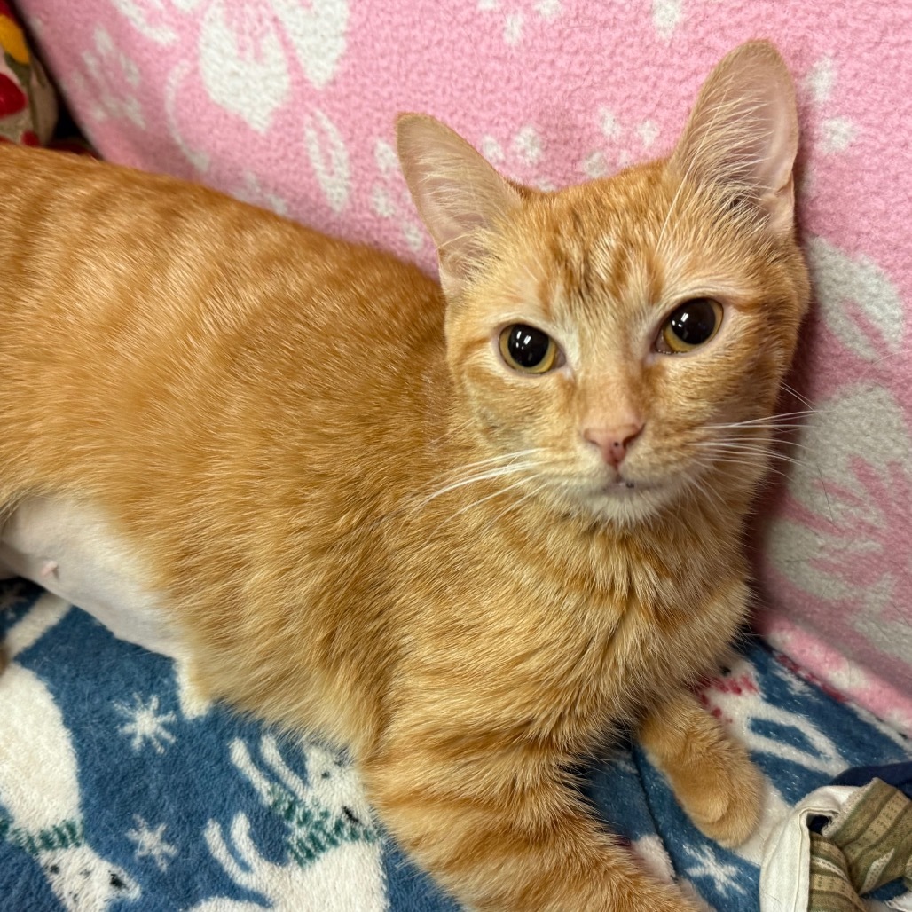 Sherbert - Sweetest lovey girl