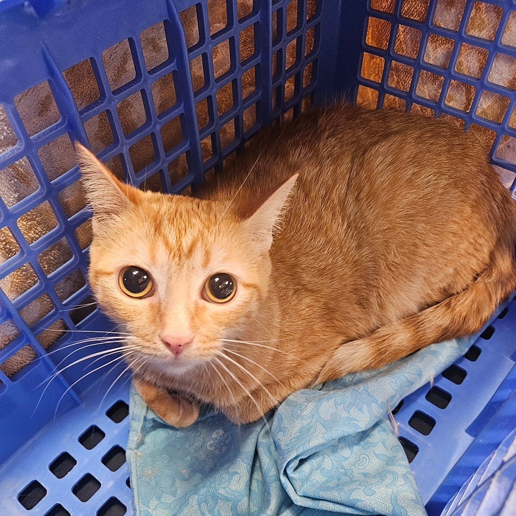 Sherbert - Sweetest lovey girl