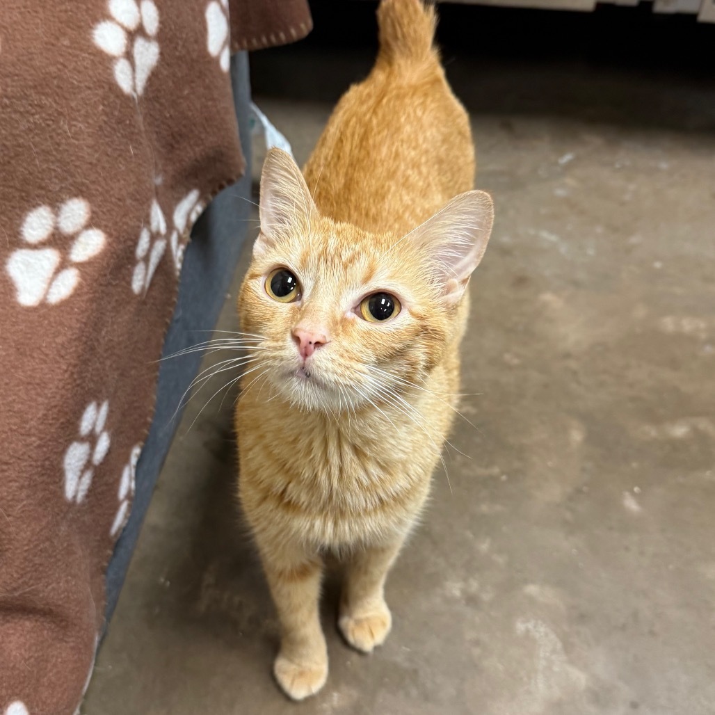 Sherbert - Sweetest lovey girl